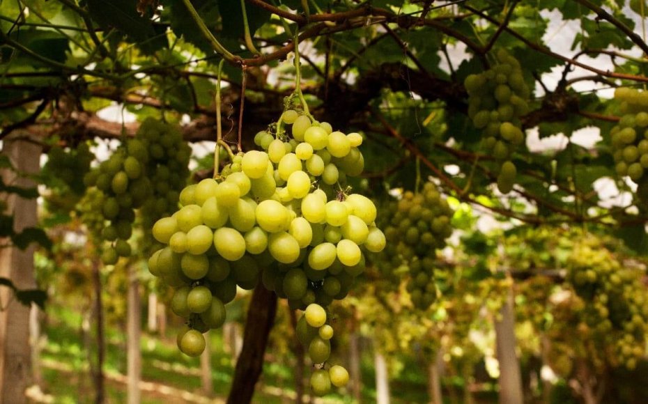 Bento Gonçalves - Caminhos de Pedra - Casa das Cucas