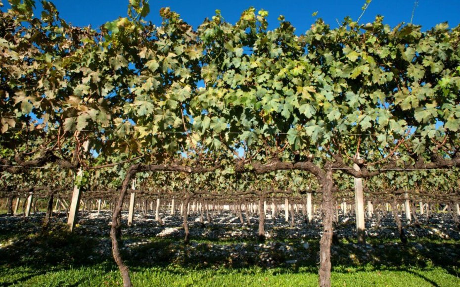 Bento Gonçalves - Vale dos Vinhedos